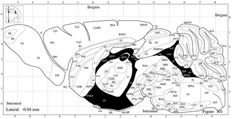 Image result for Mice Brain Cortex Dissection