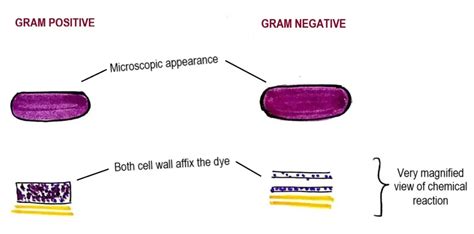 Afbeeldingsresultaten voor Gram Staining Method