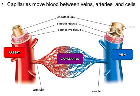 Image result for Capillary in Tissue