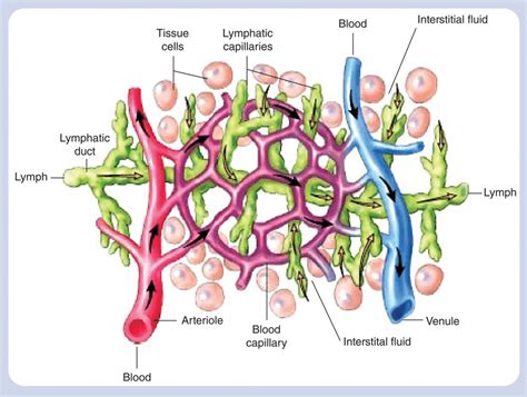 Tissue Fluid Creation માટે ઇમેજ પરિણામ