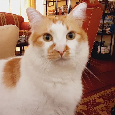 Toradh íomhá ar Roblox OST