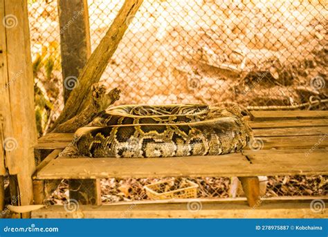 Image result for Python Snake Cage