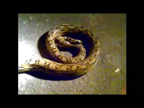 Image result for Sawa O Python