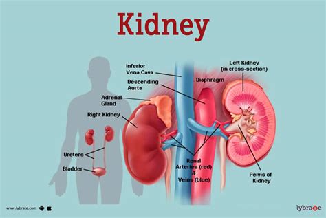 Image result for CKD Kidney Anatomy