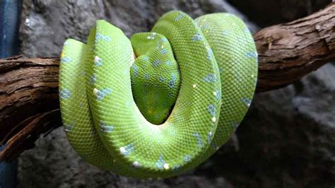 Image result for Green Tree Python Lifespan