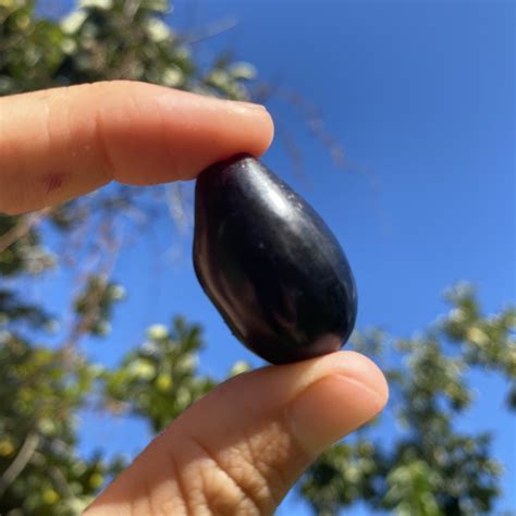 Image result for Java Plum or Jamun