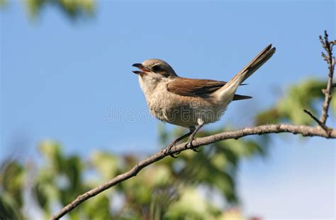 Business. View Diagram に対する画像結果