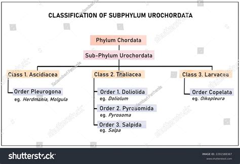 Toradh íomhá ar Classification Flowchart