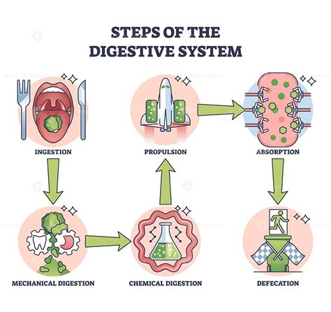 Image result for Digestive System Step by Step