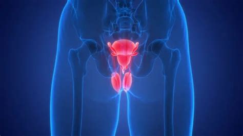 Toradh íomhá ar Reproductive System Animation