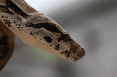 Ball Python Mites에 대한 이미지 결과