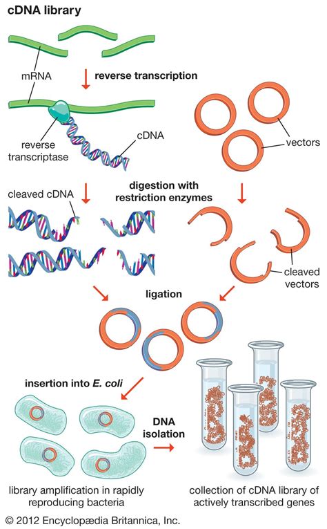 Image result for cDNA Probe