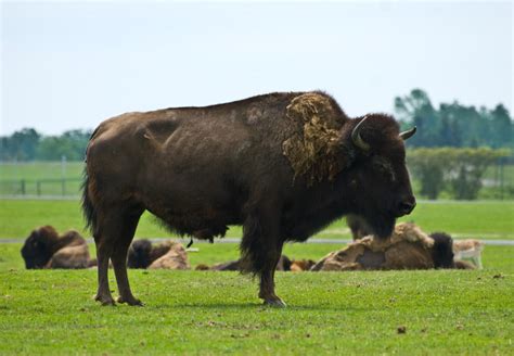 Image result for Buffalo Rock Logo