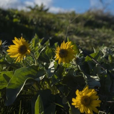 Image result for Cascade Loop Washington State