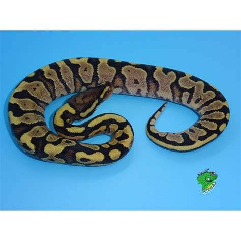 Image result for Juvi Ball Python