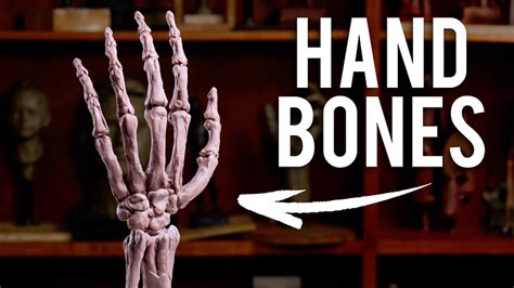 Image result for Proko Hand Anatomy