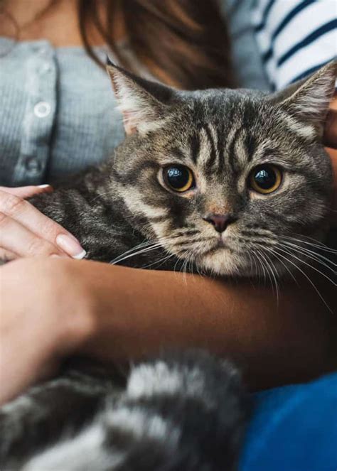 Image result for Cat Superposition