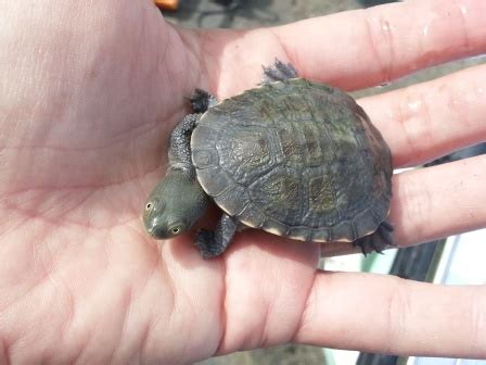 Image result for Murray River Tortoise