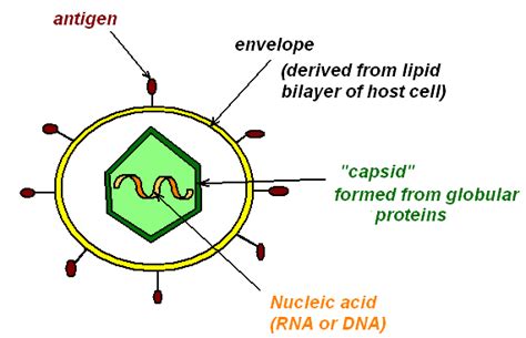 Image result for Virus Host Cell