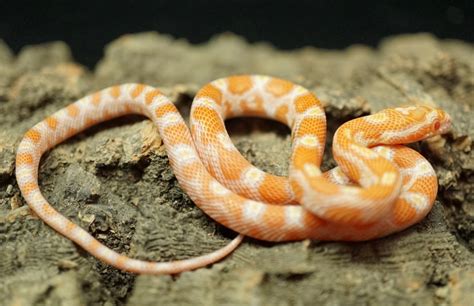 Toradh íomhá ar Creamsicle Corn Snake
