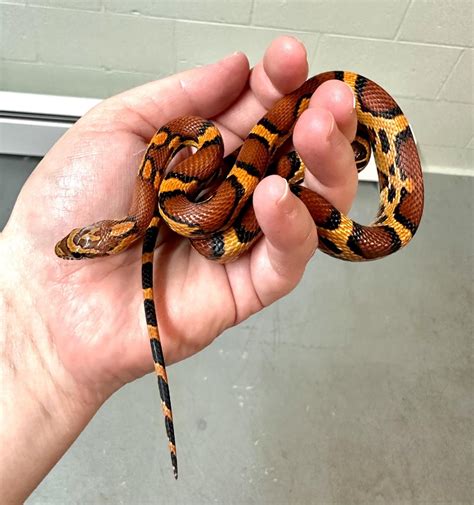 Image result for Okeetee Corn Snake