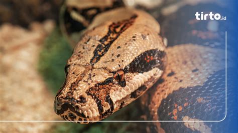 Image result for Ular Phyton