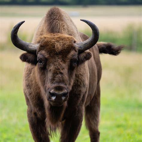 Image result for Buffalo Rock Logo