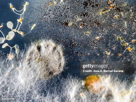 Afbeeldingsresultaten voor Decomposition Computer Science Stock Image