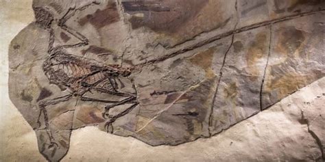 Image result for Scientific Theory of Evolution