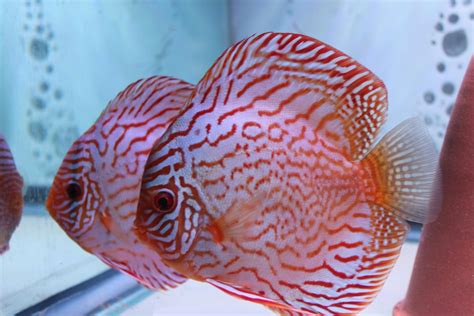 Image result for Red Turquoise Discus