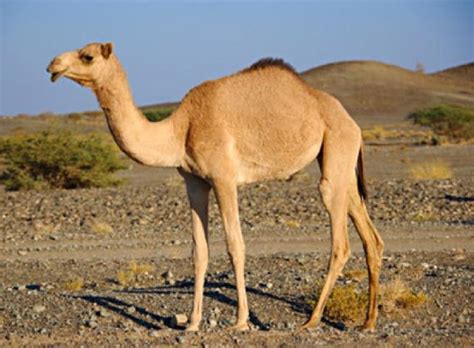 Image result for Camel Pascal Case