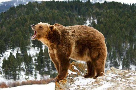 Afbeeldingsresultaten voor Forest Animals Bear