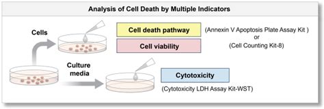 Image result for Annexin Assay
