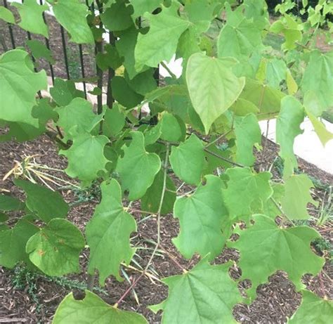 Image result for Redbud Tree Problems