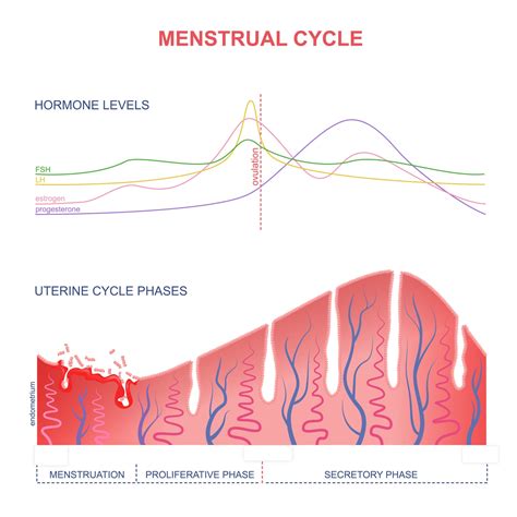 Afbeeldingsresultaten voor Period Ovulation Cycle Chart