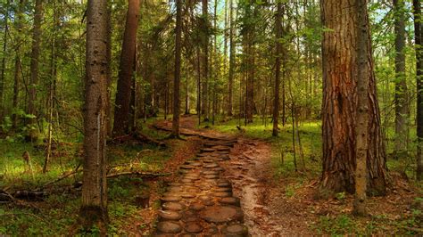 Afbeeldingsresultaten voor Summer Forest Road