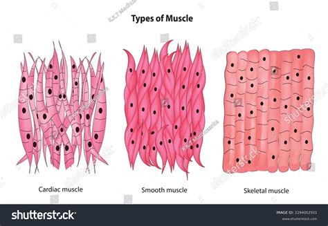 Image result for Smooth vs Skeletal Muscle Contraction
