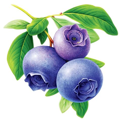 Afbeeldingsresultaten voor Berries Drawing