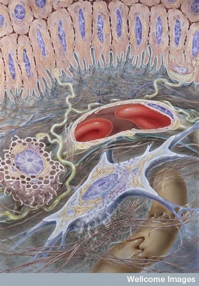 Image result for Capillary in Tissue