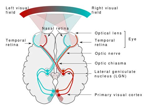 Image result for Brain Anatomy Visual System