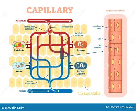 Image result for Capillary in Tissue