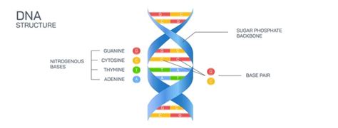 DNA Backbone Structure に対する画像結果