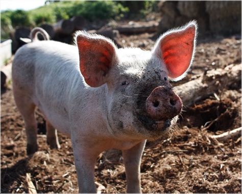 Image result for Animal Flate Logo Desing