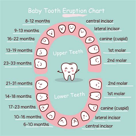 Image result for First Tooth Fall Out