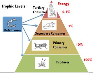 5 Trophic Levels Pyramid के लिए छवि परिणाम