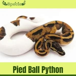 Python Scientific Name에 대한 이미지 결과