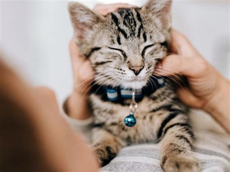 Image result for Cat Superposition