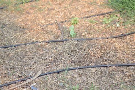 Image result for Set Up Drip Line