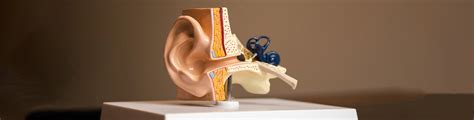 Toradh íomhá ar 3D Bionic Ear