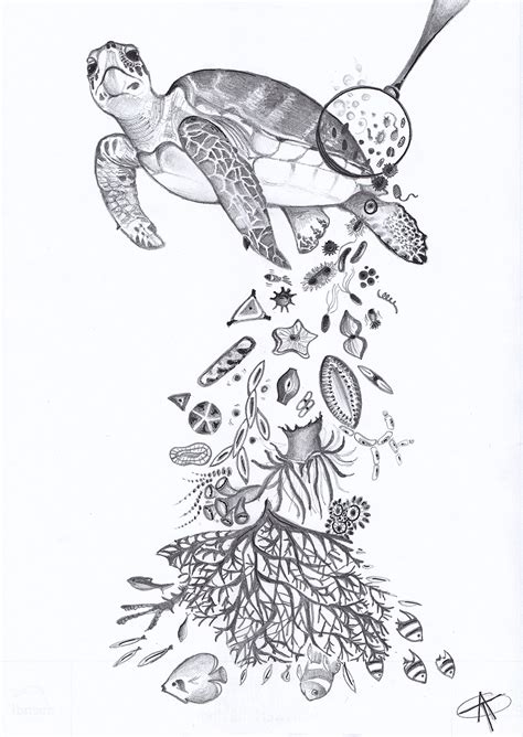 Turtle Ecosystem Drawing に対する画像結果